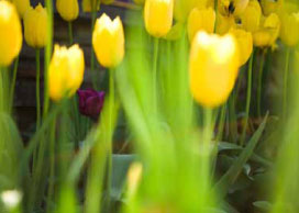 Photo of yellow tulips. Photo of yellow tulips.
