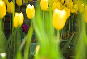 Photo of Yellow Tulips. Link to Lawrie Merz ’79 story.
